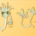 Loxosomella et Urnatella - crédits : Encyclopædia Universalis France