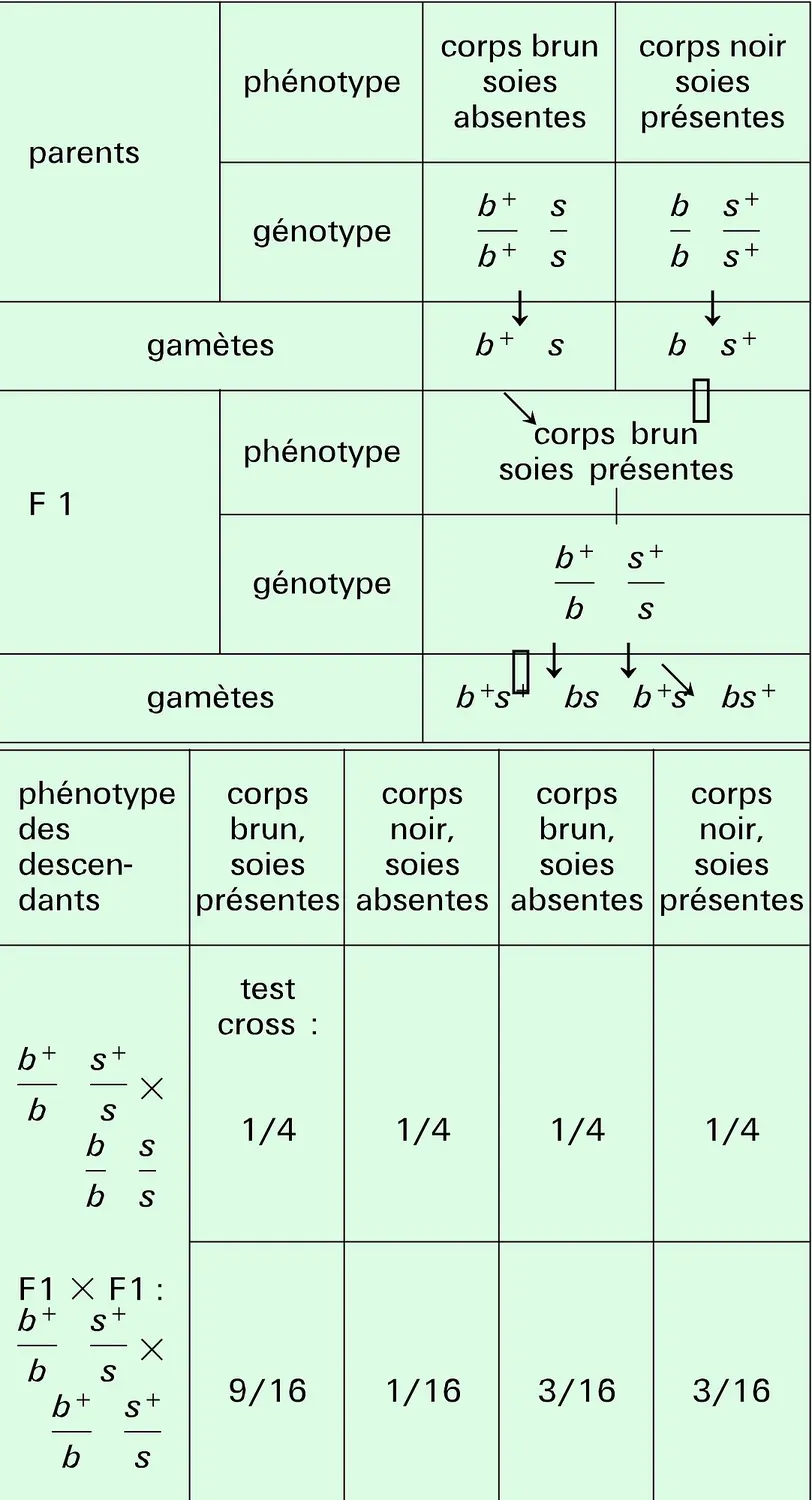 Drosophile : ségrégation de deux gènes