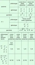 Drosophile : ségrégation de deux gènes - crédits : Encyclopædia Universalis France