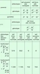 Drosophile : croisement impliquant deux gènes liés - crédits : Encyclopædia Universalis France