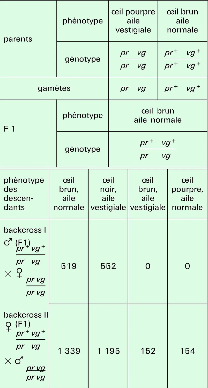 Drosophile : croisement impliquant deux gènes liés