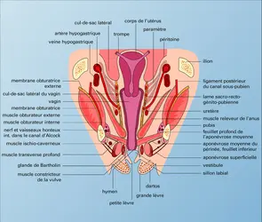 Petit bassin féminin - crédits : Encyclopædia Universalis France