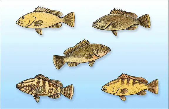 Epinephelus : changements de coloration