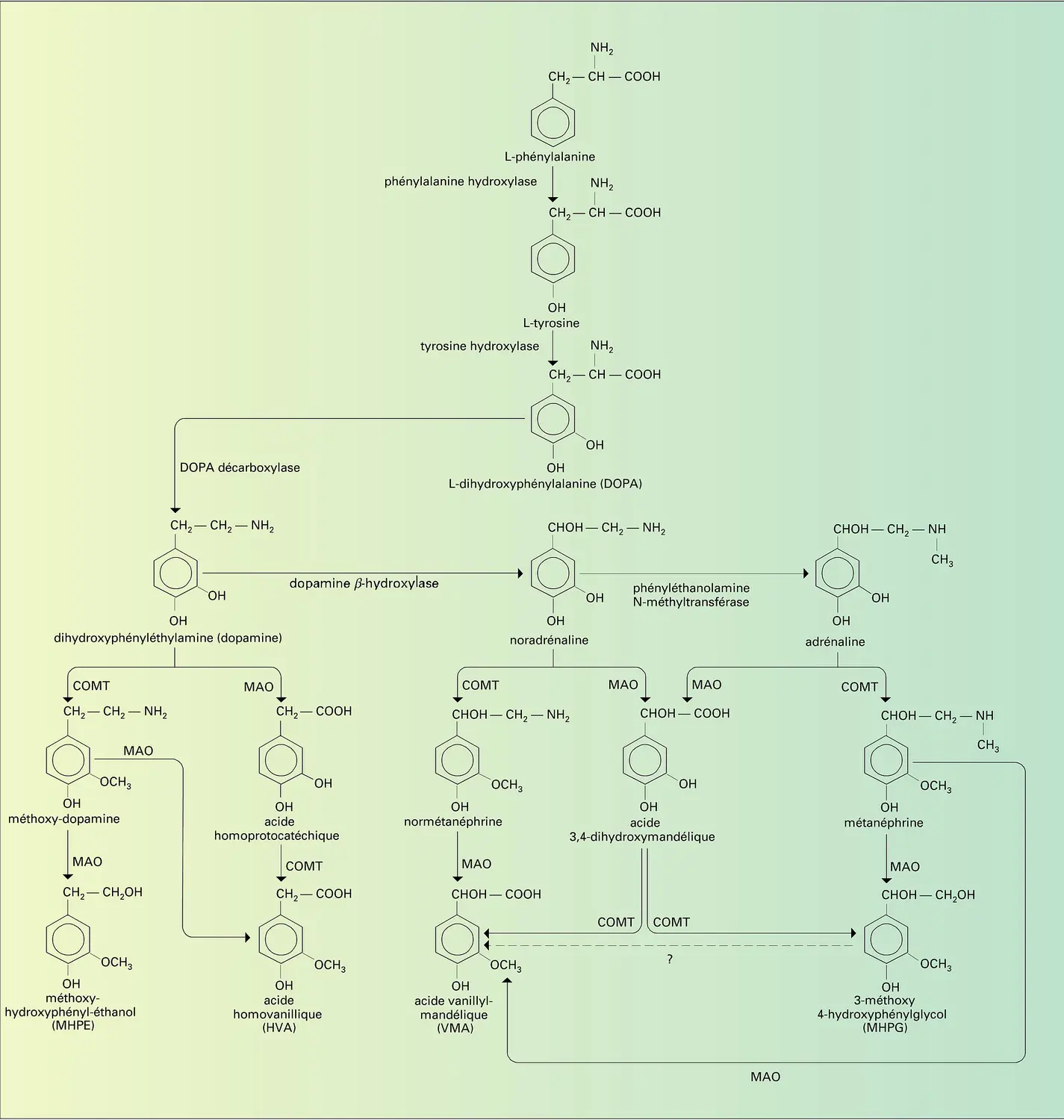 Catécholamines : métabolisme