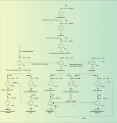 Catécholamines : métabolisme - crédits : Encyclopædia Universalis France