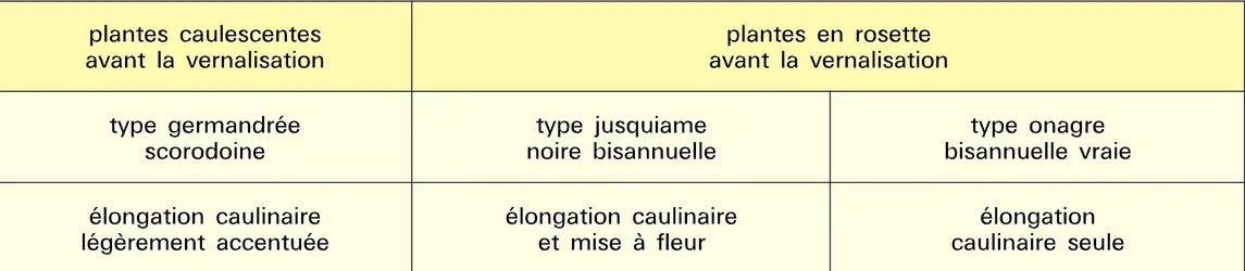 Composés gibbérelliniques : action sur les plantes - crédits : Encyclopædia Universalis France