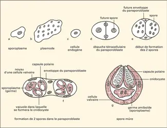 Myxobolus pfeifferi, évolution - crédits : Encyclopædia Universalis France