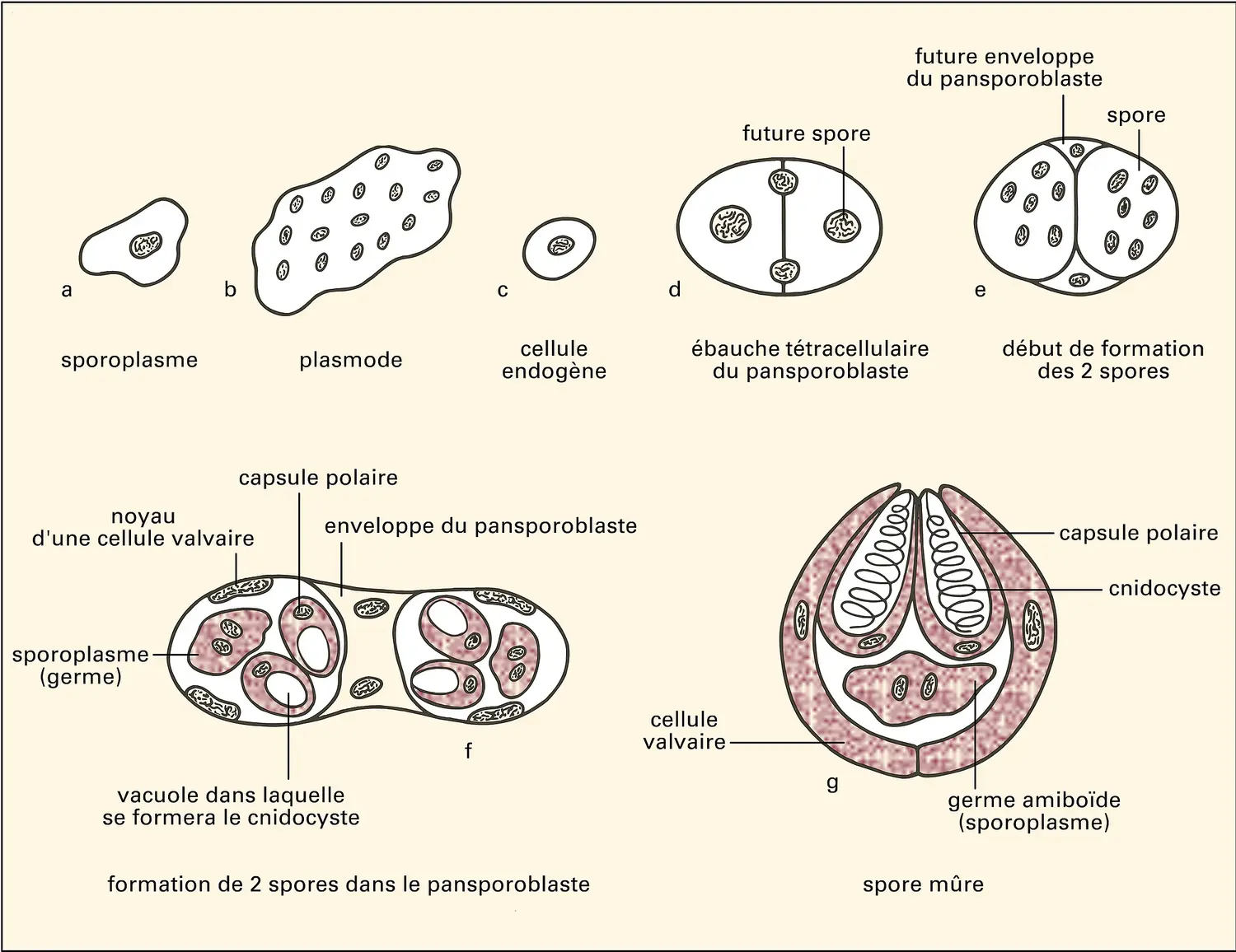 Myxobolus pfeifferi, évolution