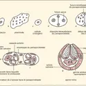 Myxobolus pfeifferi, évolution - crédits : Encyclopædia Universalis France