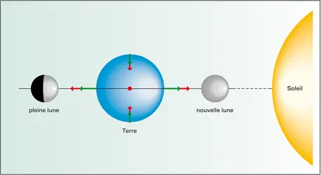 Marées de vives eaux - crédits : Encyclopædia Universalis France