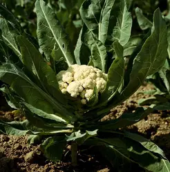 Chou-fleur - crédits : De Agostini/ Getty Images