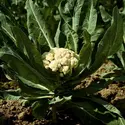 Chou-fleur - crédits : De Agostini/ Getty Images