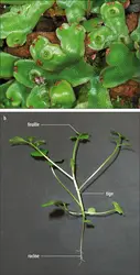 Diversité morphologique des Embryophytes - crédits : Jean-Yves Dubuisson