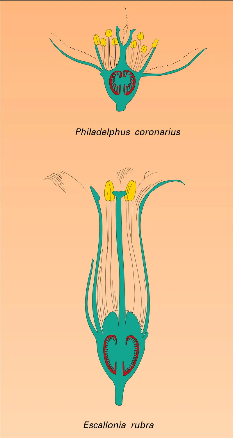 Saxifragacées : fleurs - vue 2