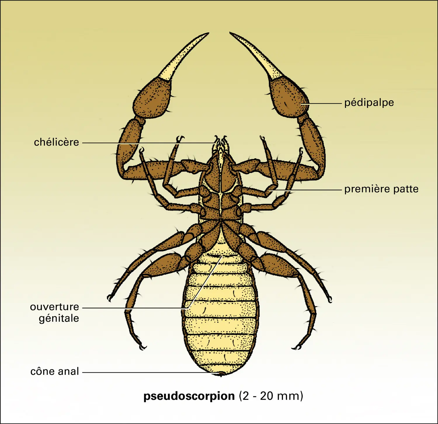 Pseudoscorpion