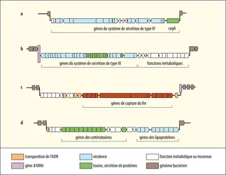 Îlots de pathogénicité - crédits : Encyclopædia Universalis France