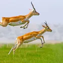 Impala - crédits : Nitin Prabhudesai