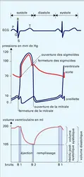 Pressions et volume ventriculaires gauches - crédits : Encyclopædia Universalis France