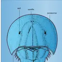 Limule : face dorsale - crédits : Encyclopædia Universalis France