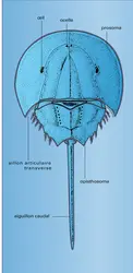 Limule : face dorsale - crédits : Encyclopædia Universalis France