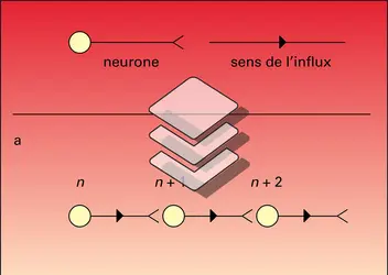 Neurones : modalités d'arrangement d'un système caténaire - crédits : Encyclopædia Universalis France