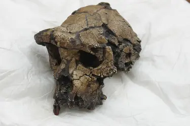 Crâne de <em>Sahelanthropus tchadensis</em> - crédits : Patrick Robert/ Corbis/ Getty Images