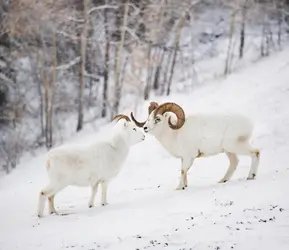 Mouflons de Dall - crédits : Cavan Images/ Getty Images