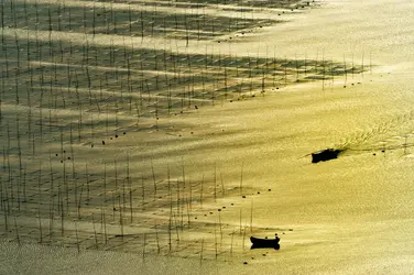 Ferme d’algues, province de Fujian (Chine) - crédits : Raywoo/ Shutterstock