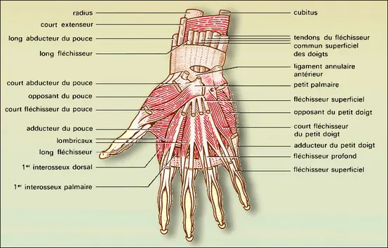 Main : musculature palmaire