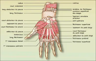 Main : musculature palmaire - crédits : Encyclopædia Universalis France