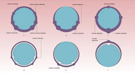 Théorie de l'orthogone - crédits : Encyclopædia Universalis France