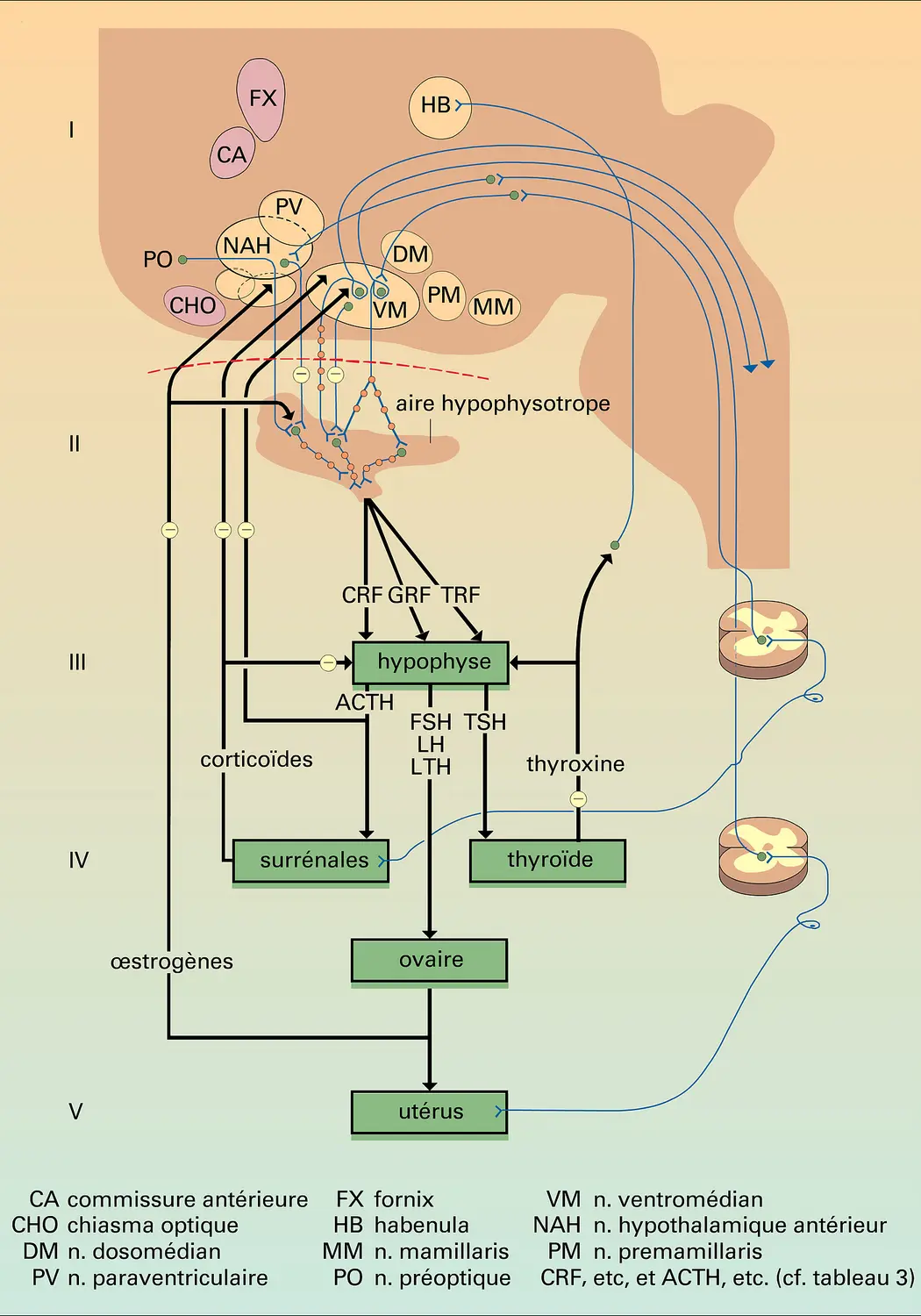 Système hypothalamo-hypophyso-endocrinien