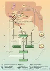 Système hypothalamo-hypophyso-endocrinien - crédits : Encyclopædia Universalis France