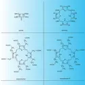 Structures chimiques principales - crédits : Encyclopædia Universalis France
