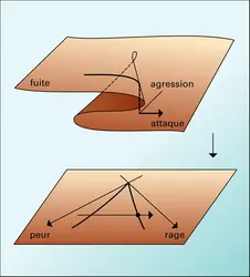 Complexité locale de type cusp, 4 - crédits : Encyclopædia Universalis France