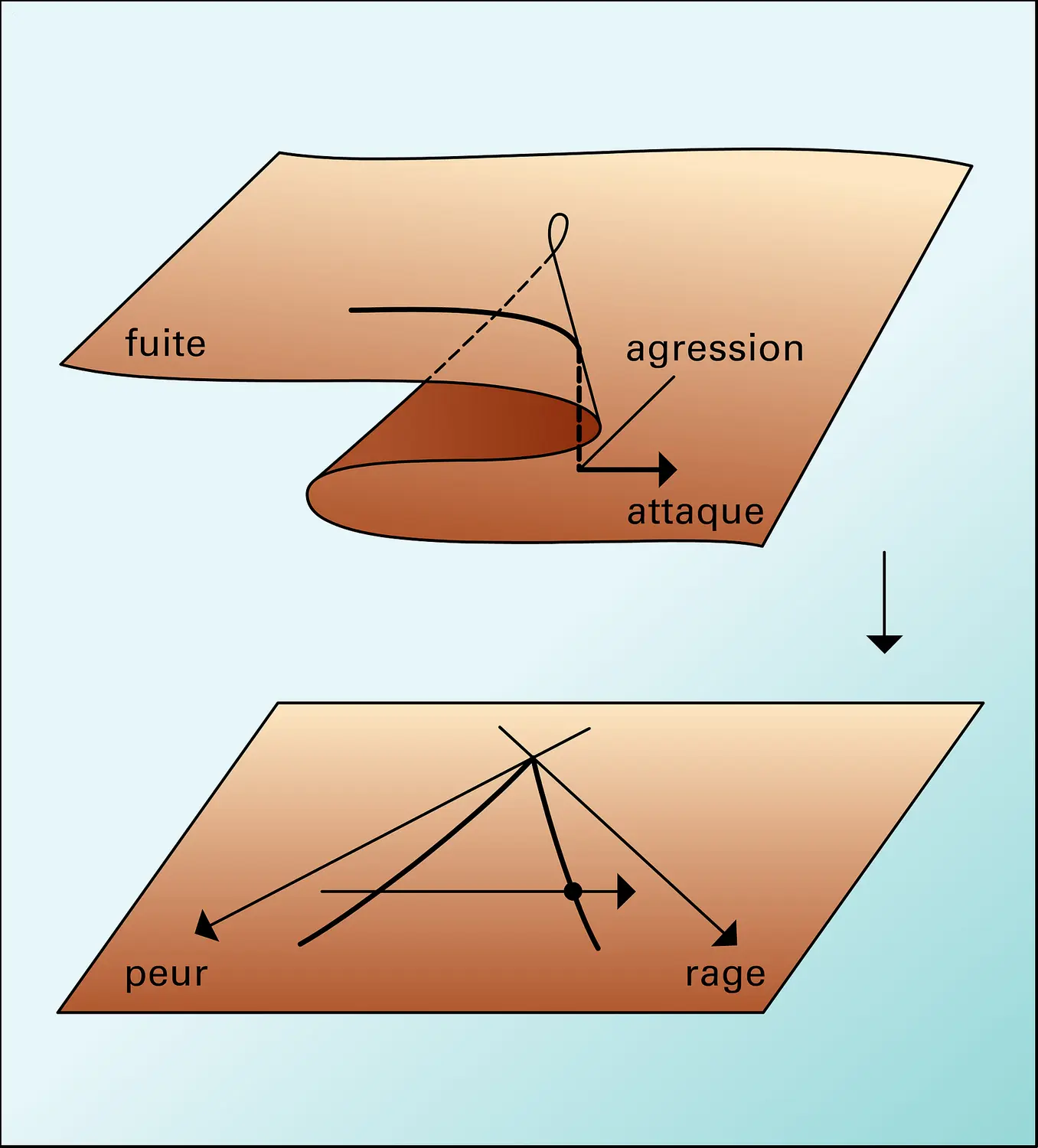 Complexité locale de type cusp, 4