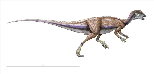 Hypsilophodon - crédits : Encyclopædia Universalis France