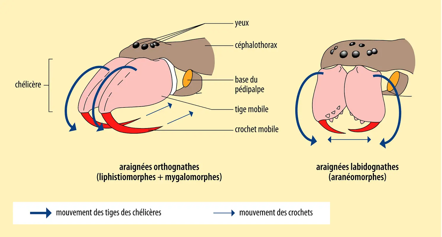 Chélicères des araignées