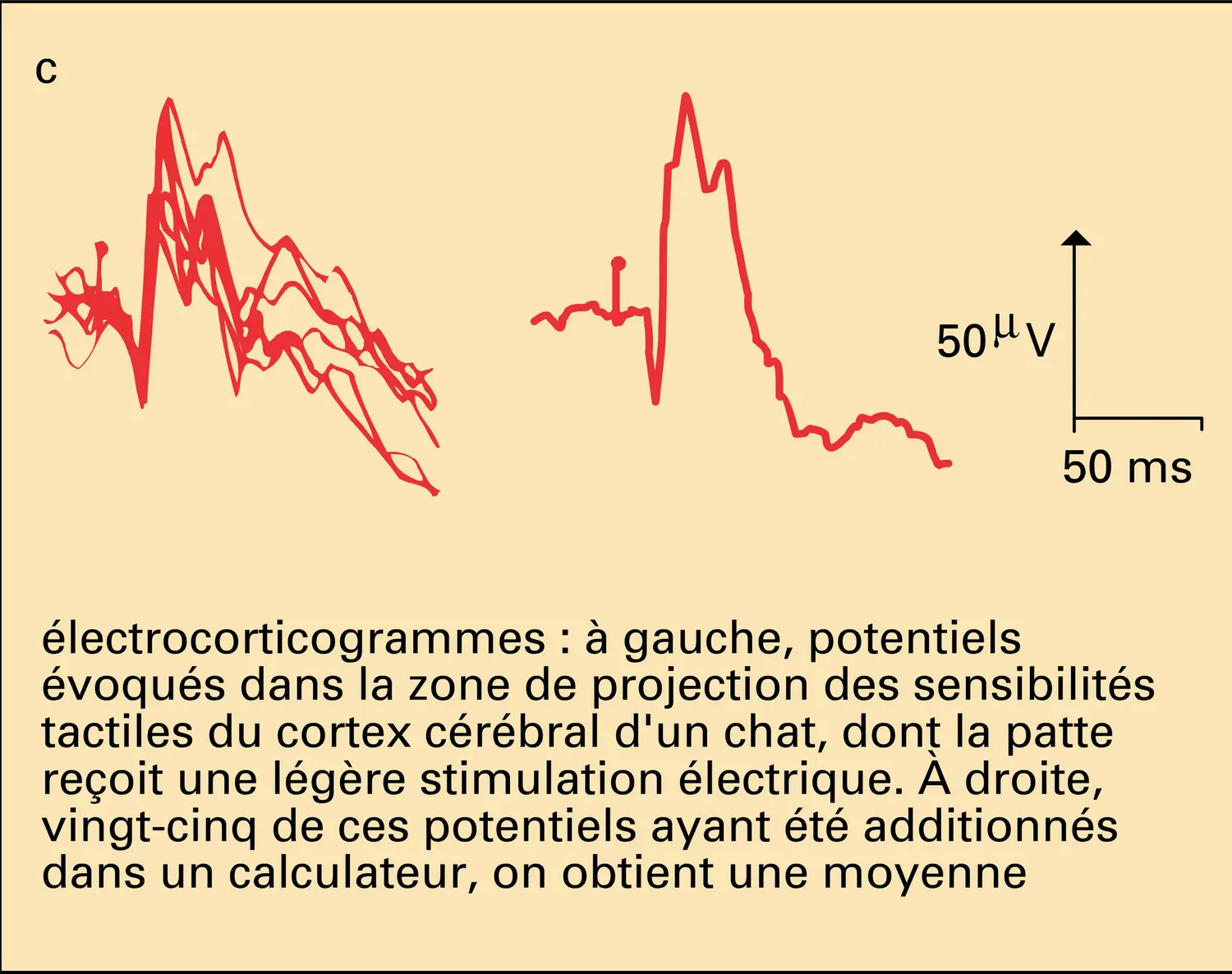 Biopotentiels - vue 3