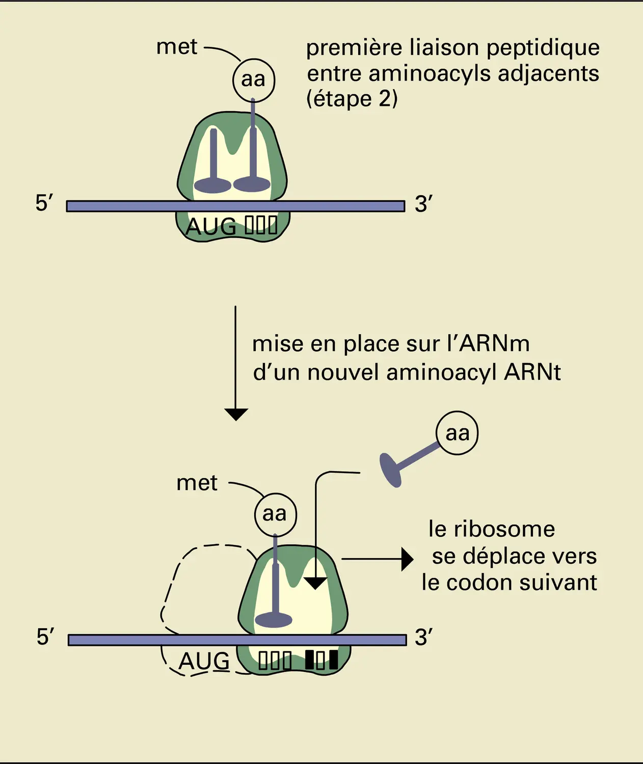 Traduction ribosomale de l'ARN messager - vue 3