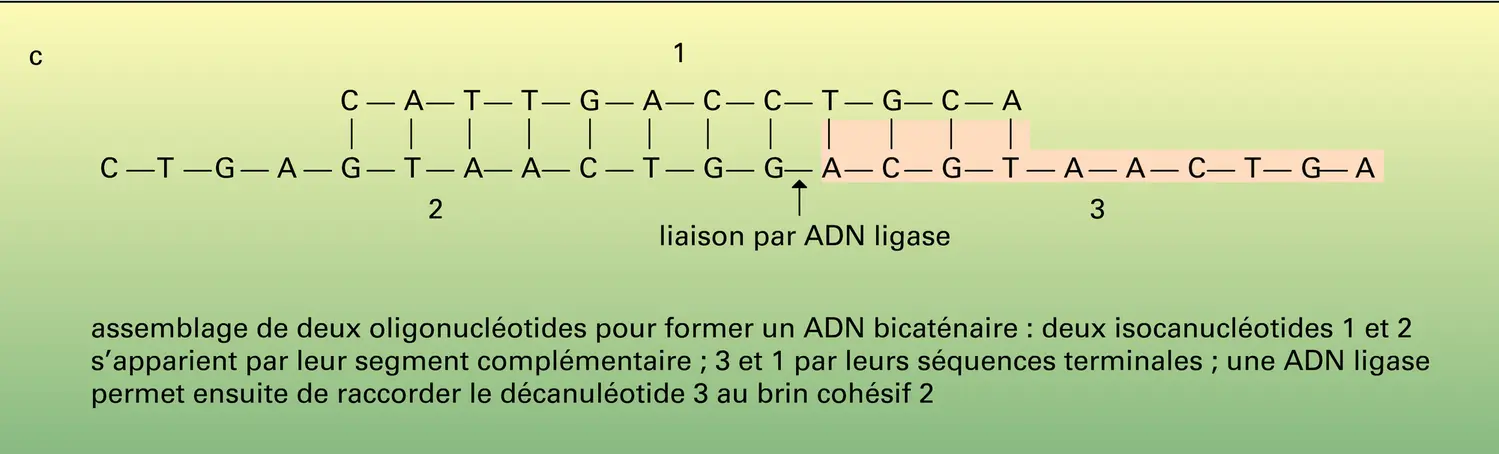 Synthèse totale d'ADN bicaténaire - vue 3