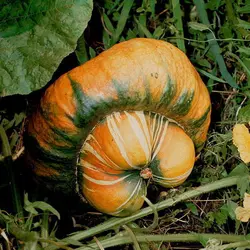 Courge (fruit) - crédits : De Agostini/ Getty Images