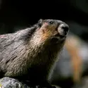 Marmotte siffleuse ou marmotte des Rocheuses - crédits :  Wolfgang Kaehler/ LightRocket/ Getty Images