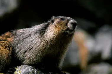 Marmotte siffleuse ou marmotte des Rocheuses - crédits :  Wolfgang Kaehler/ LightRocket/ Getty Images