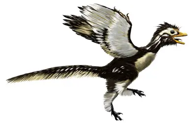 Reconstitution d’<em>Archaeopteryx</em> - crédits : Alain Bénéteau/ www.paleospot.com