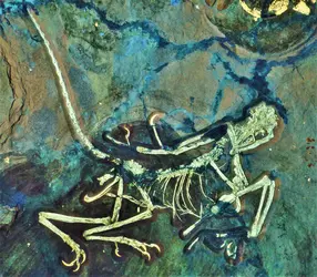 <em>Archaeopteryx </em>photographié en lumière ultraviolette - crédits : Helmut Tischlinger