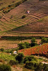 Vignobles du Languedoc-Roussillon - crédits : Bernard Grilly/ The Image Bank/ Getty Images