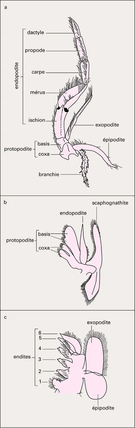 Crustacés : quelques types appendices