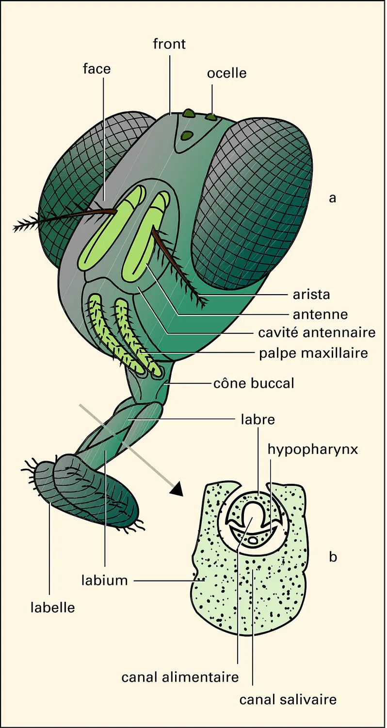 Calliphora : tête et trompe