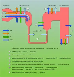 Contrôle hormonal des différents échanges du néphron - crédits : Encyclopædia Universalis France